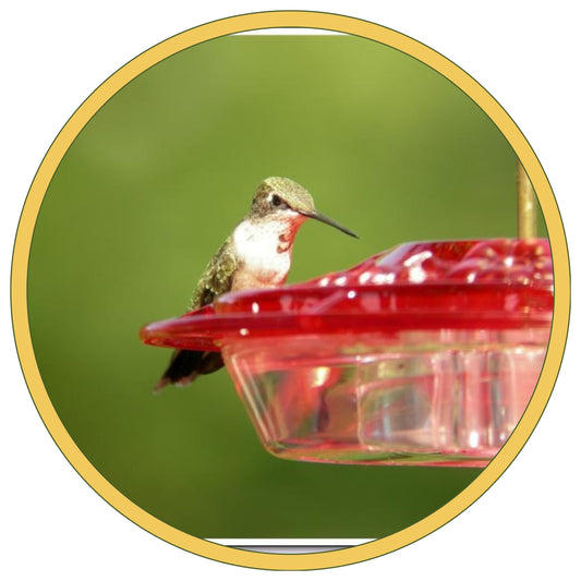 Hummingbird Feeding Tips