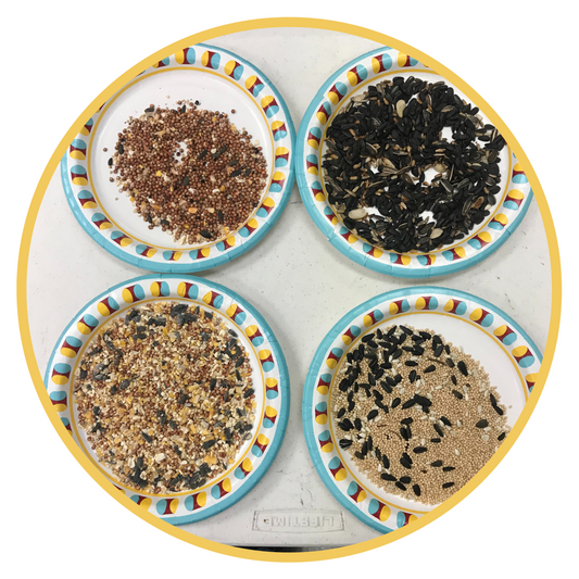 Four plates with bird seed on them