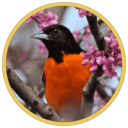 Don’t Miss Spring’s Biggest Backyard Bird Show!