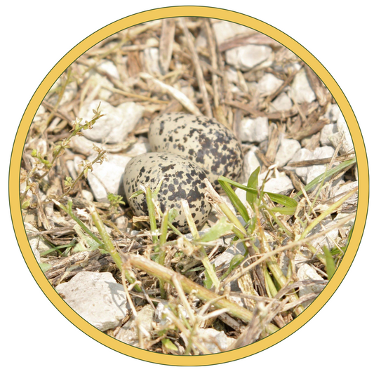 Two Killdeer eggs (tan with brown spots) in gravel nest