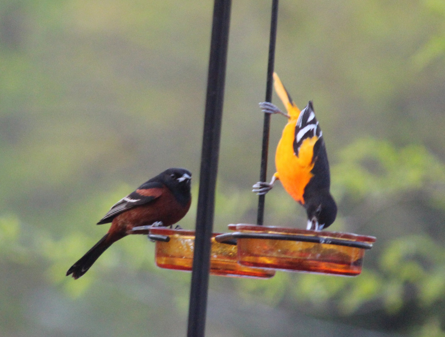 male orchard and Baltimore orioles feeding on an orange glass feeder