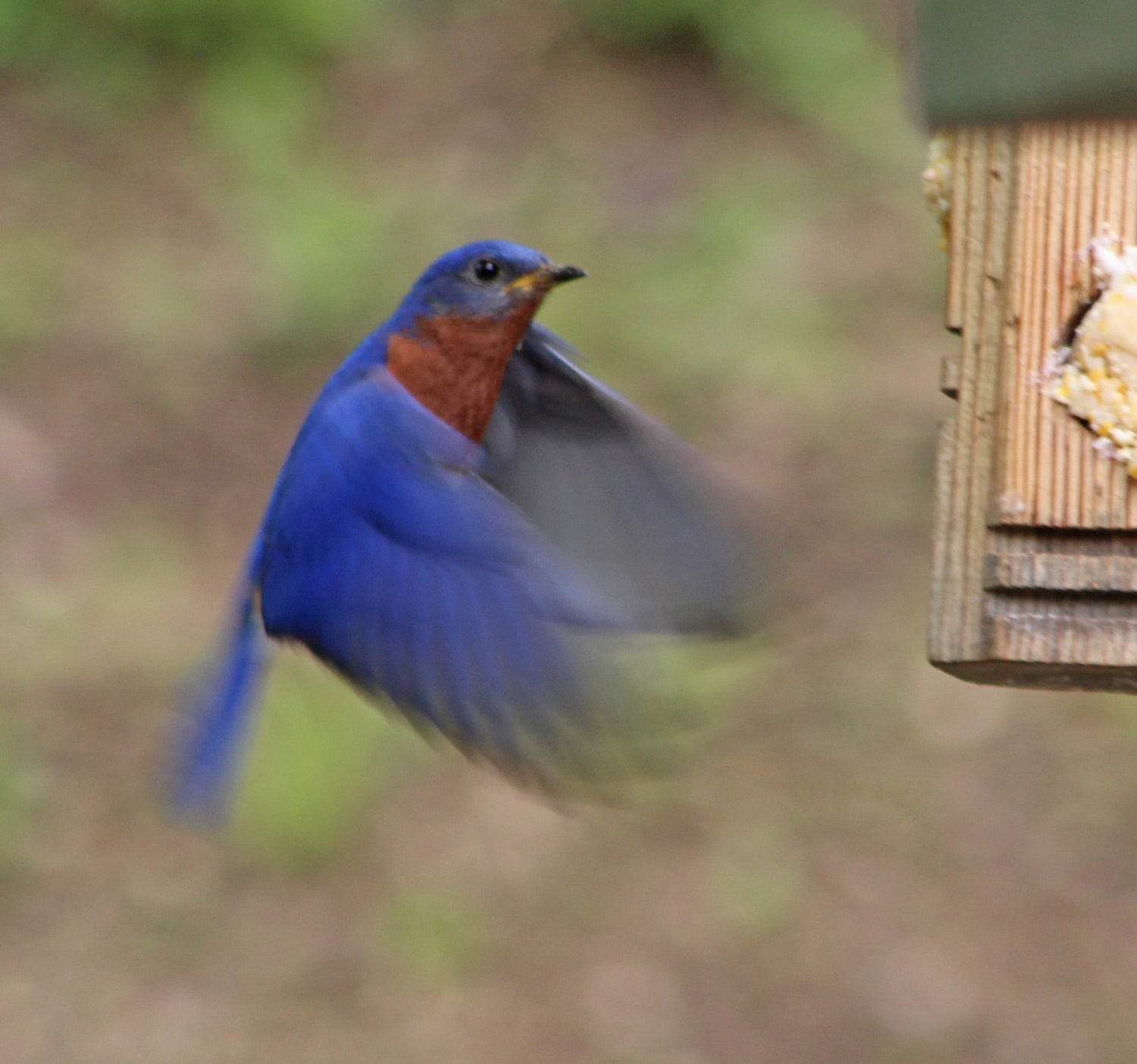 Bluebird Lovers