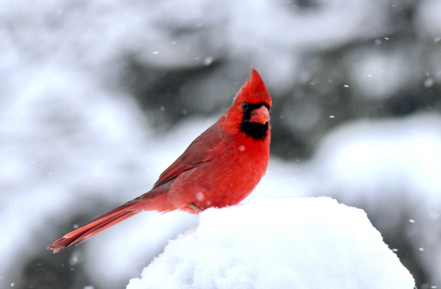 red male cardinal in snow