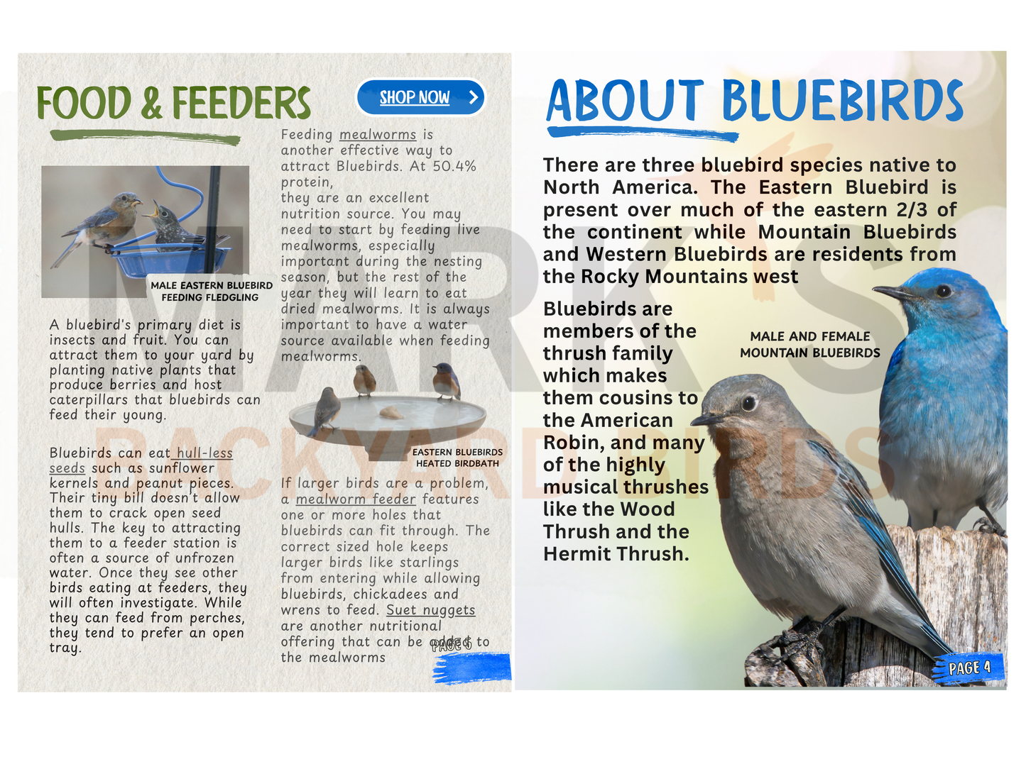 Bluebird Ebook