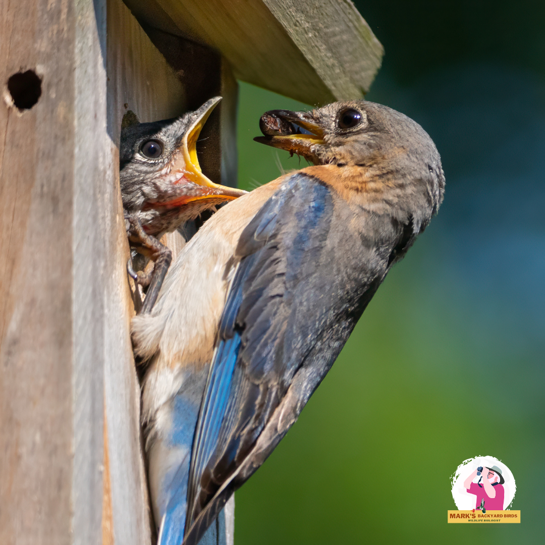 Bluebird Ebook