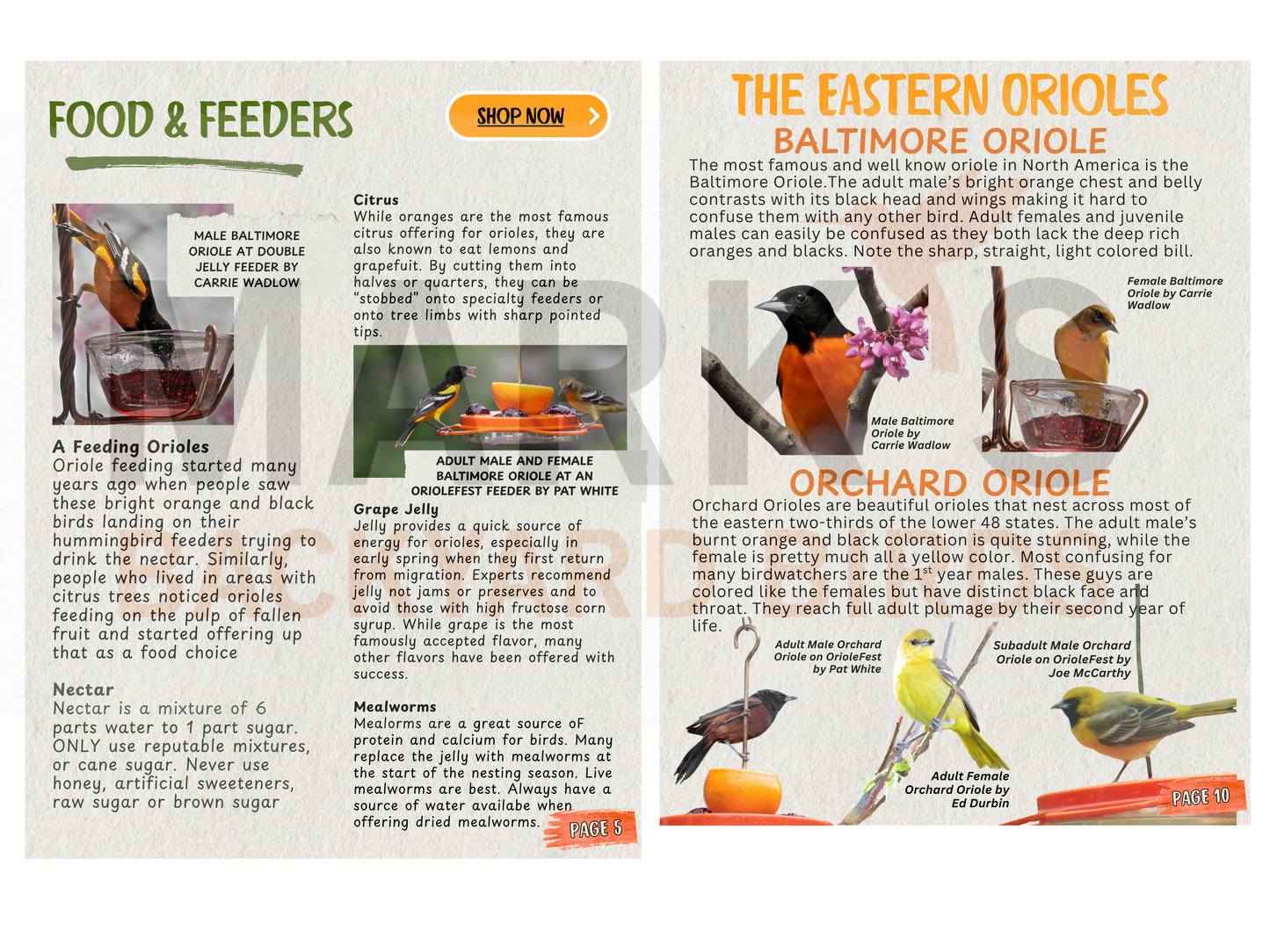 The Complete Backyard Oriole Guide: How to Attract, Feed, and Enjoy Baltimore & Orchard Orioles
