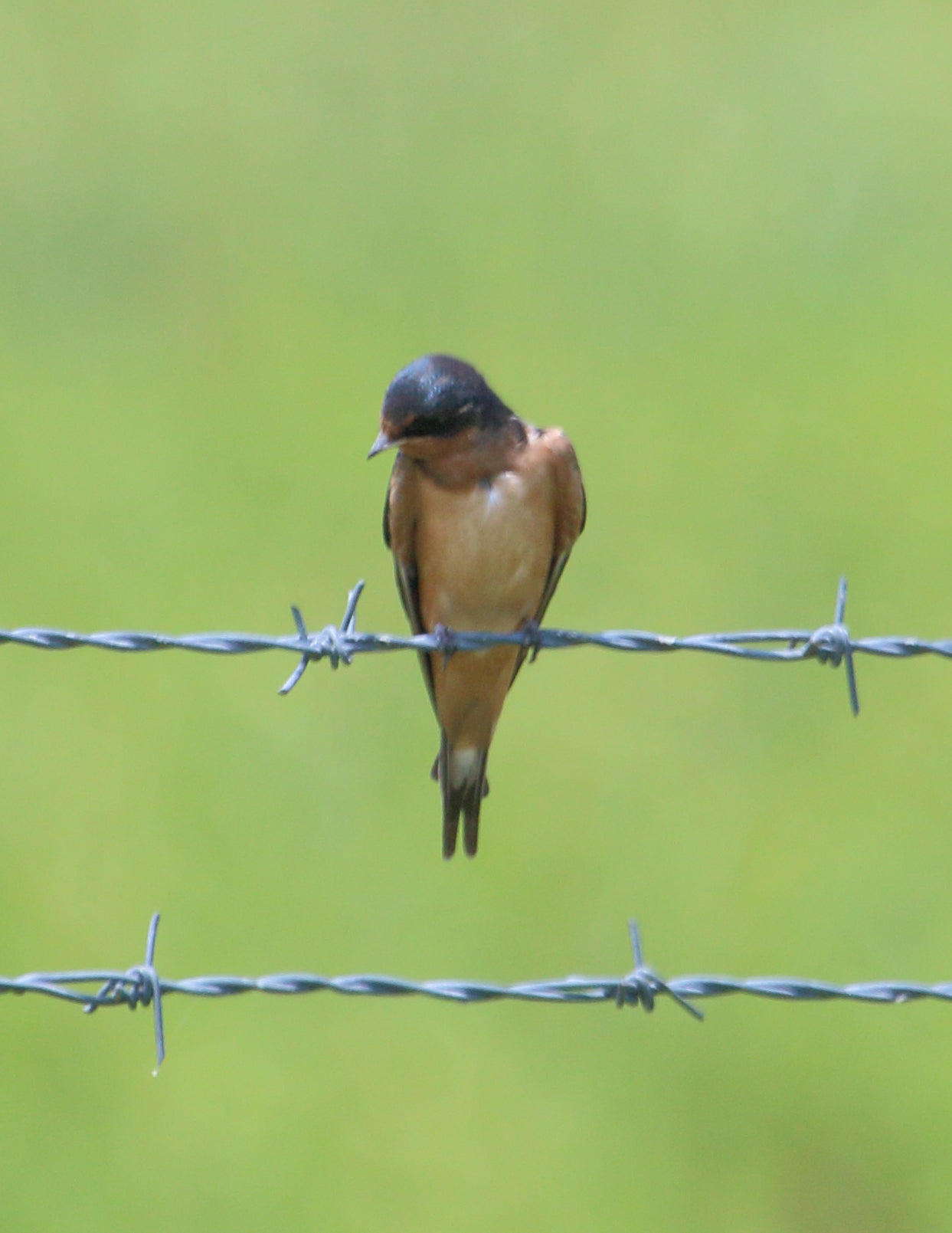 Barn Swallow on barbed wire fence