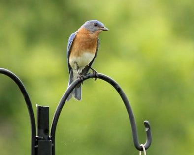 Male Eastern Bluebird on black metal arm