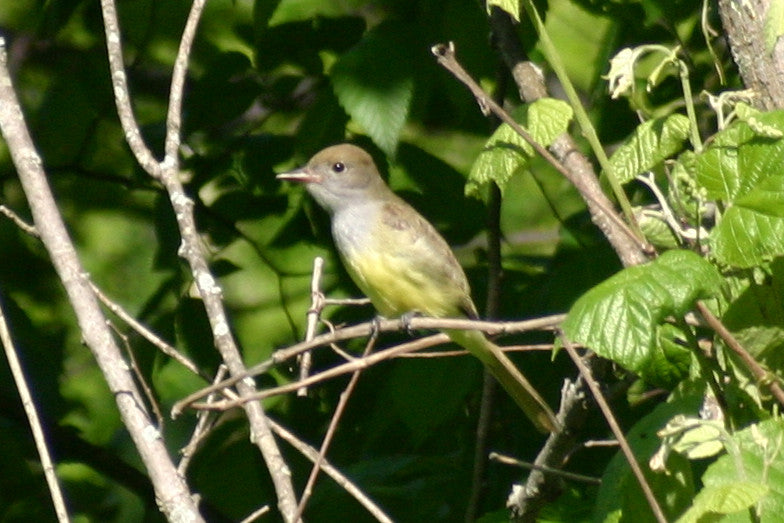 Great Crested Flycatcher House