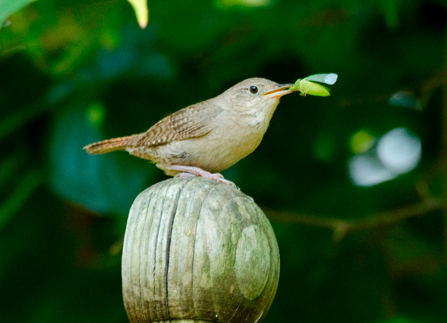 House wren on post with green bug