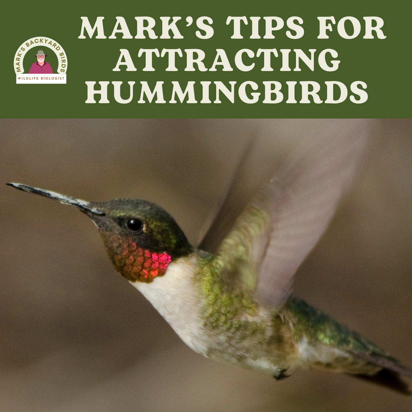 Hummingbird eBook