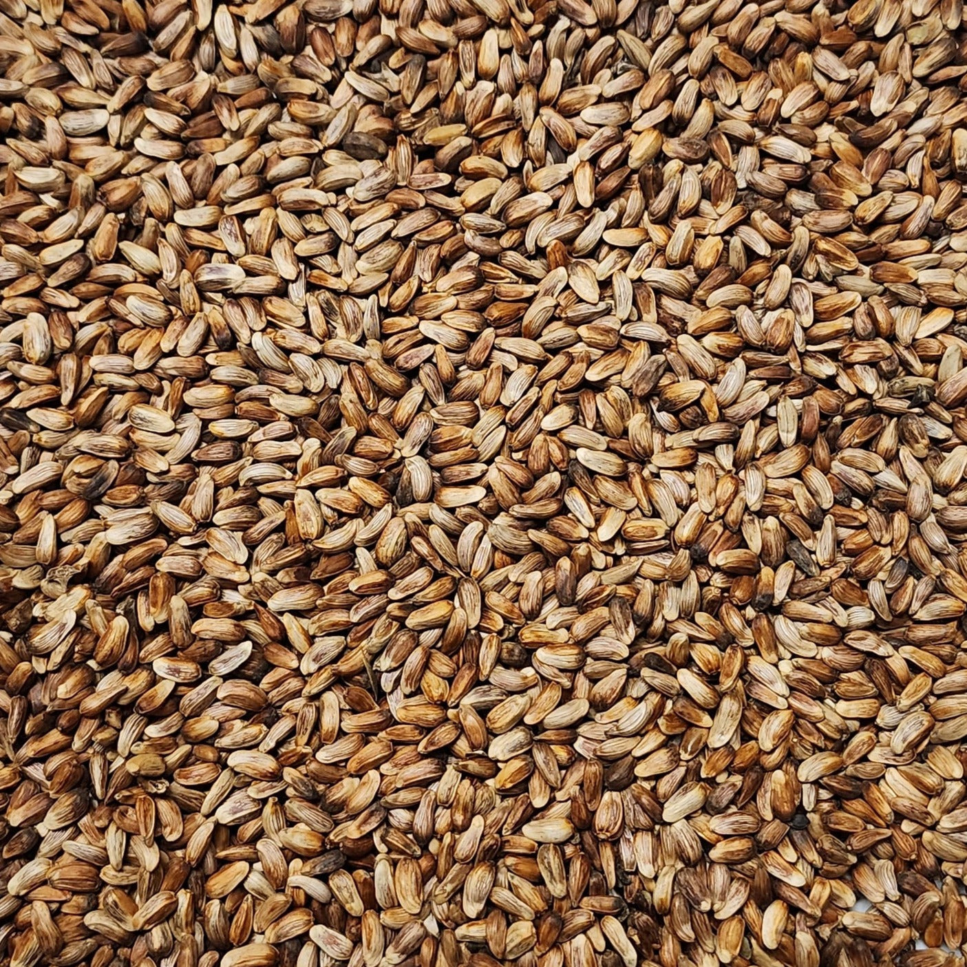 light brown nutrasaff