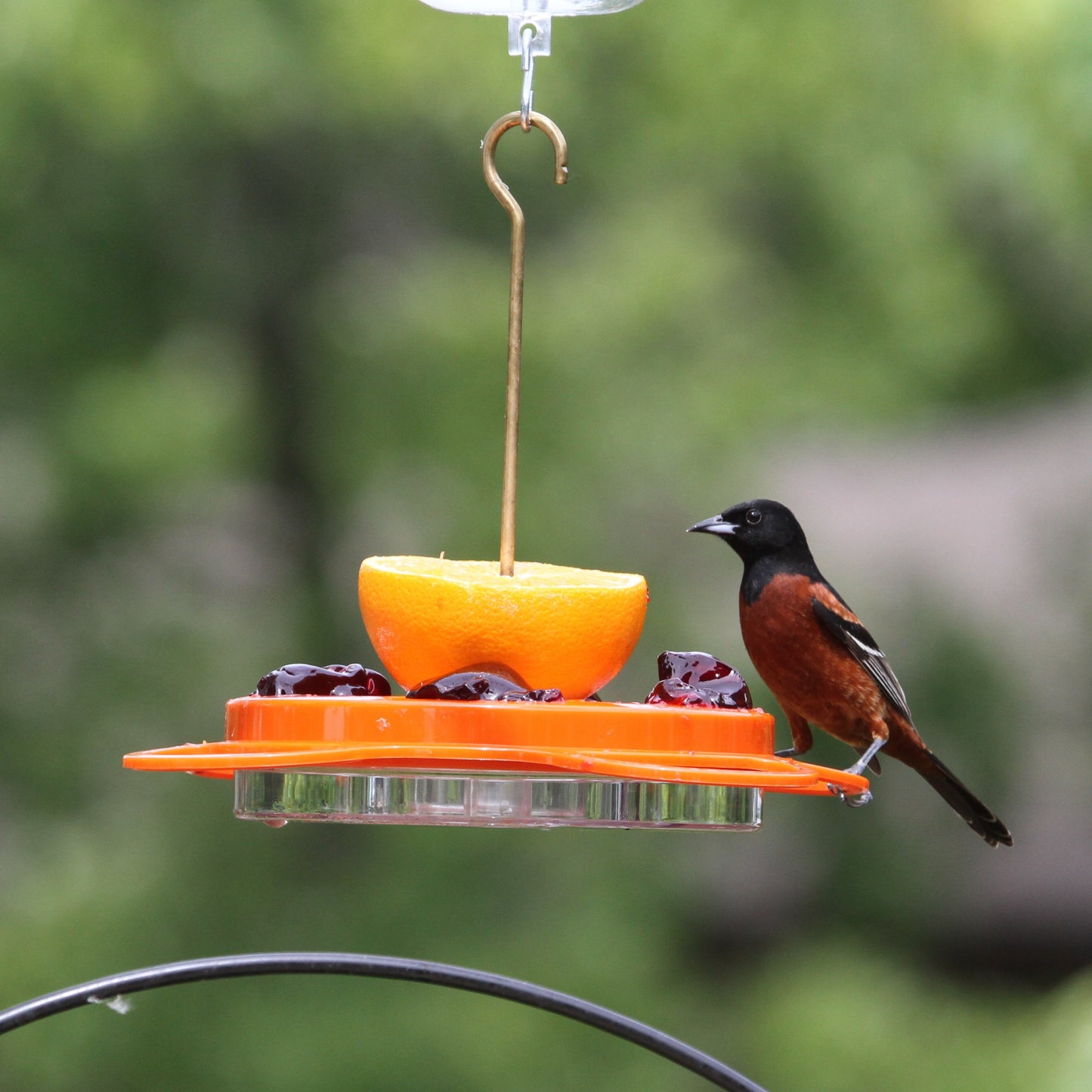Orange feeder with orange half and grape jelly and Orchard Oriole on perch