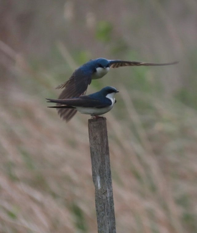 Two Tree Swallows