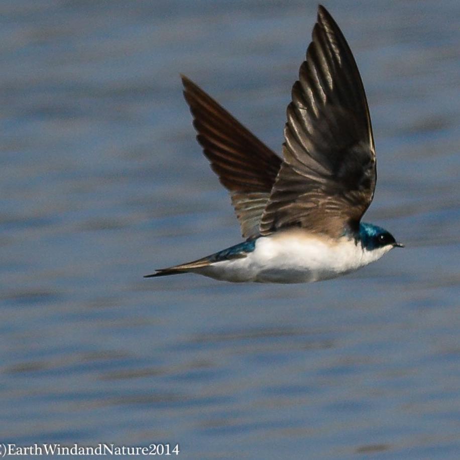 tree swallow in flight