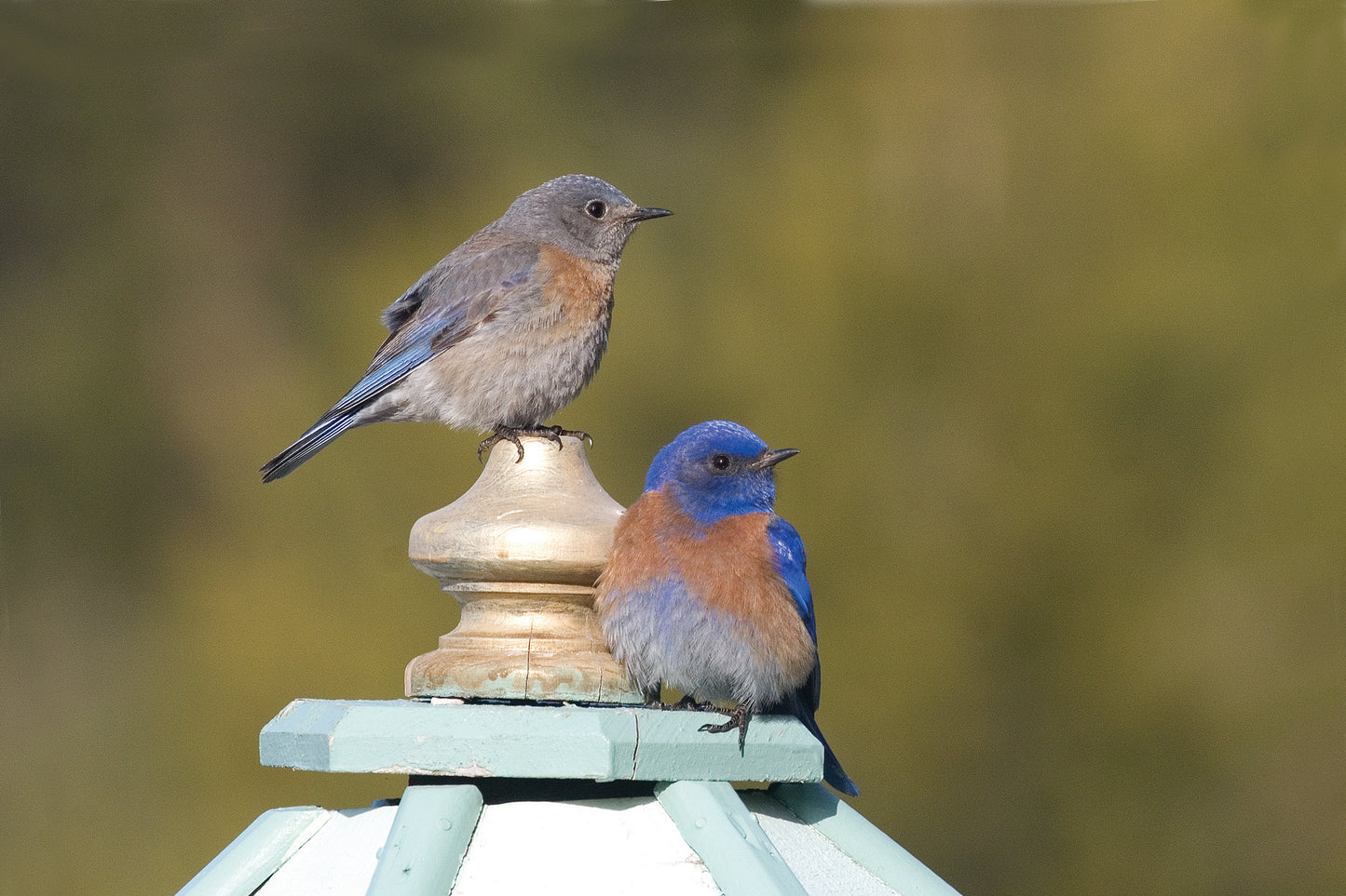male and female western bluebirds on box