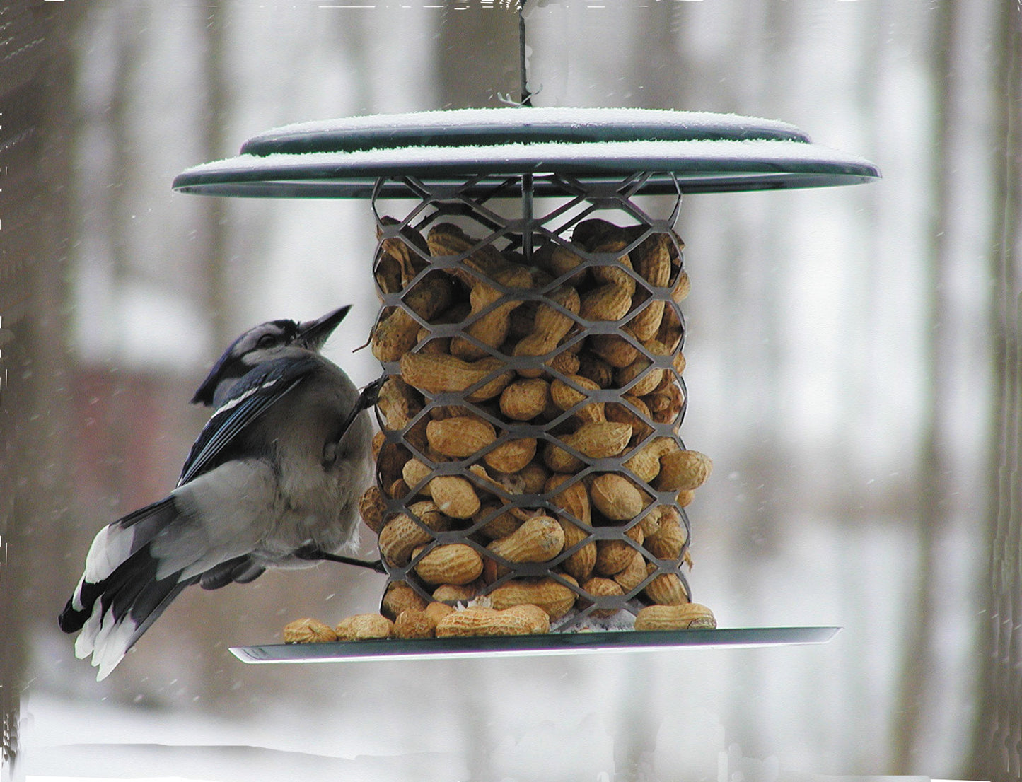 In-shell peanut feeder with Blue Jay