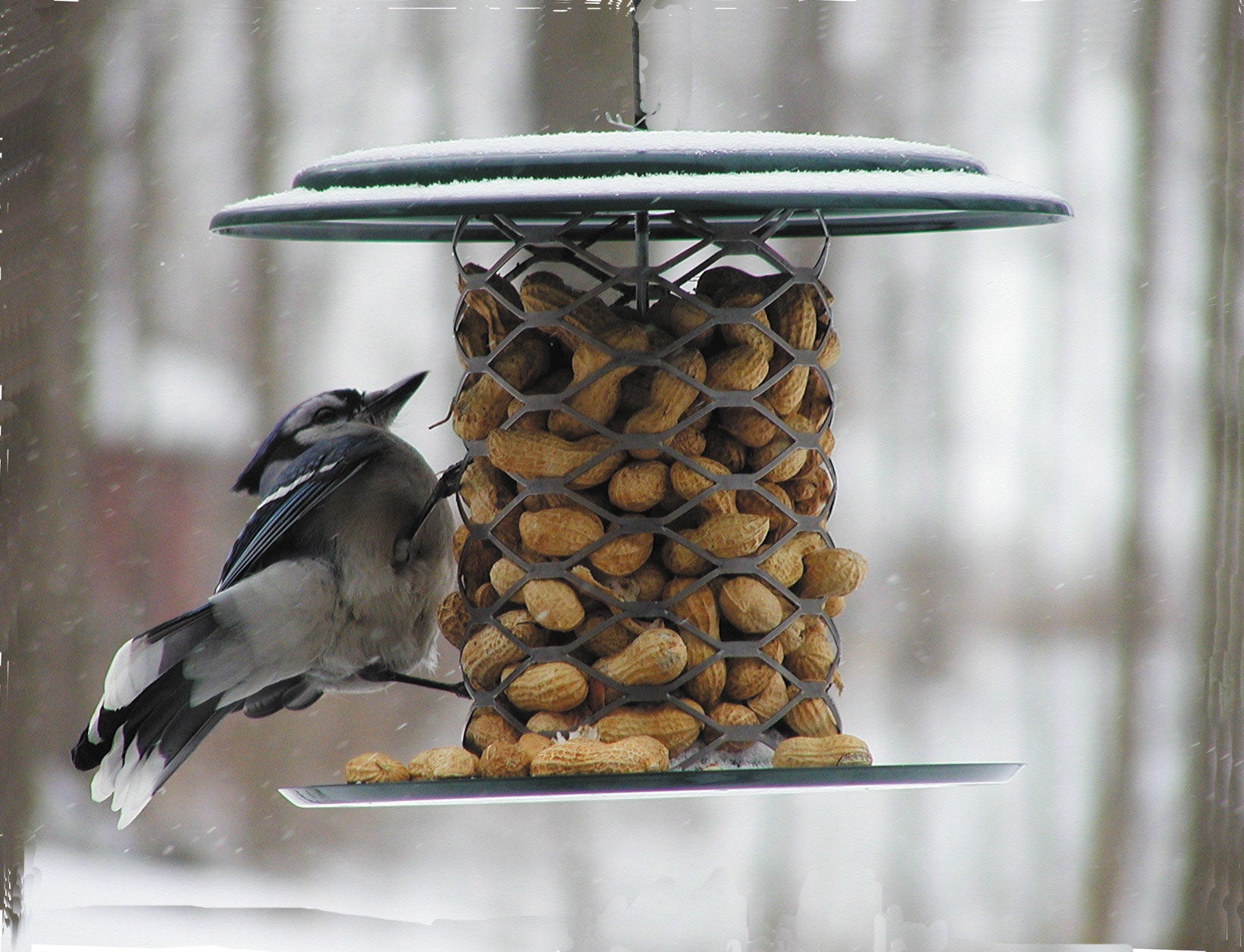 In-shell peanut feeder with Blue Jay