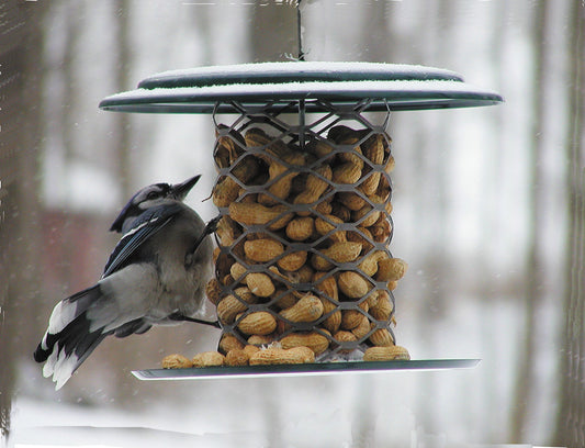 In-shell peanut feeder with Blue Jay