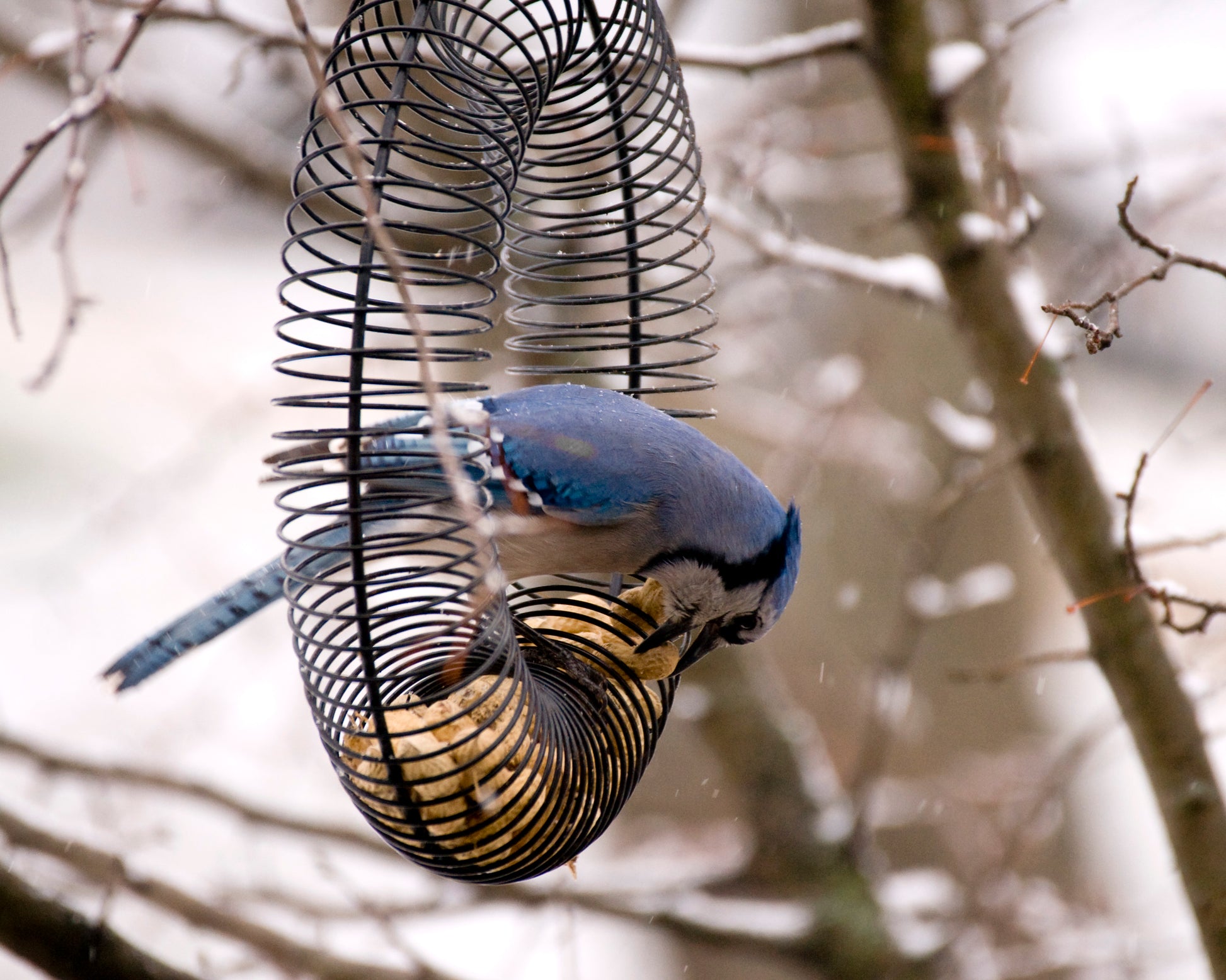 Blue Jay eating an in-shell peanut from black peanut ring feeder.
