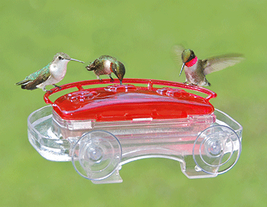 Aspect hummingbird window feeder using suction cups.