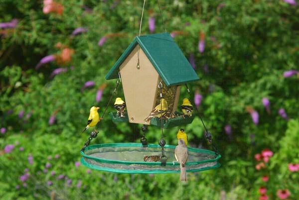 16" Seed Hoop on a Feeder