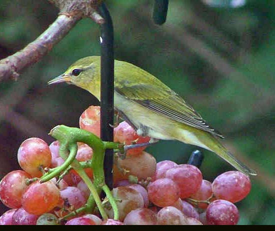 ORFDR 3 Prong Fruit Feeder