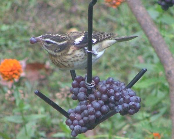 ERVA black wire fruit feeder with grapes and female Rose-breasted Grosbeak