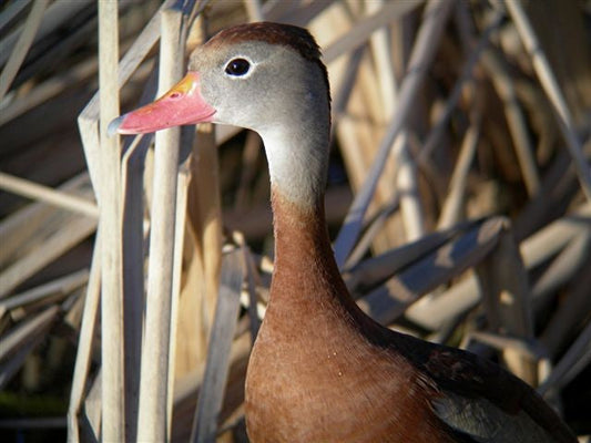 Black-bellied Whistling Duck head and chest picture