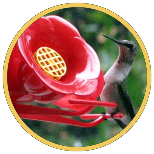 Hummingbird Feeder Cleaning