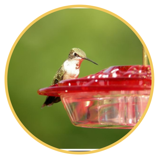 Hummingbird Feeding Tips