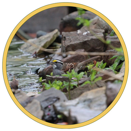 Bird standing in water feature with rocks and grass