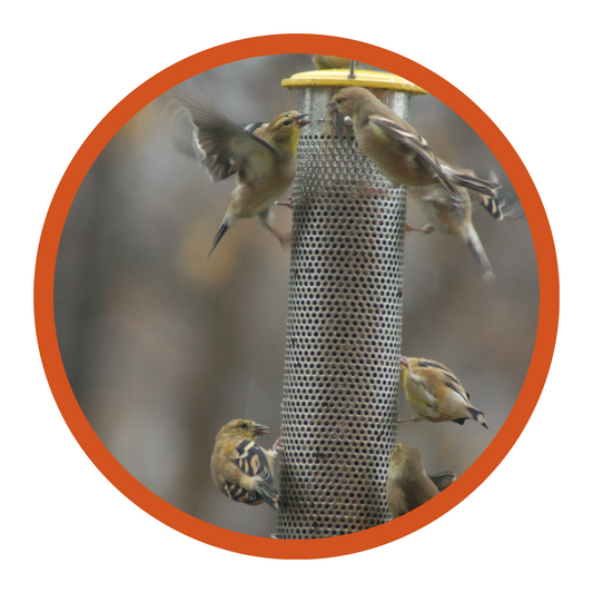 Goldfinch Feeder, Photo by Moran McKellar