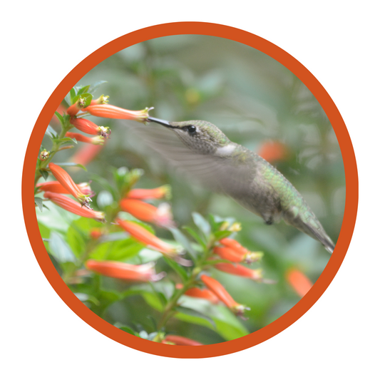 How to Keep Hummingbirds Safe: Avoiding Common Feeder Dangers