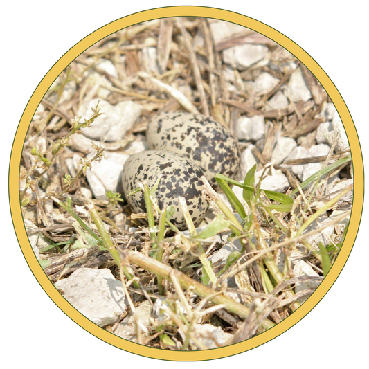 Two Killdeer eggs (tan with brown spots) in gravel nest 