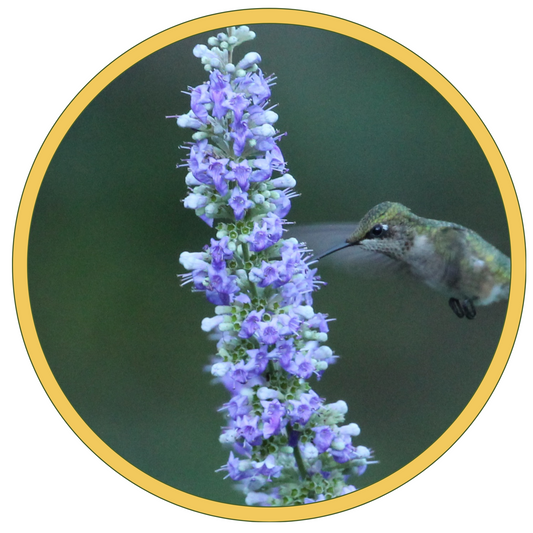 Juvenile Ruby-throated Hummingbird feeding on blue flowers