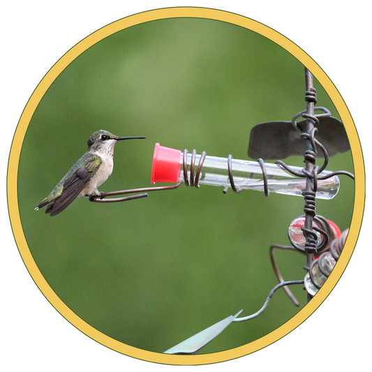 Female Ruby Throated Hummingbird on Aspects Feeder