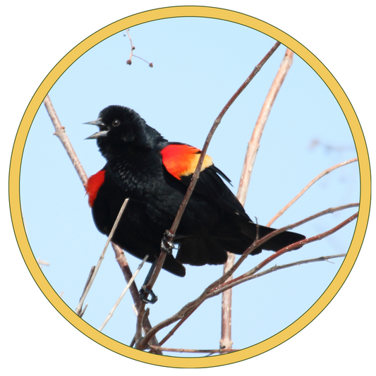 Male Red-winged Blackbird with wings spread 