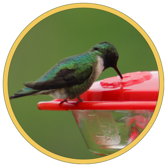 Why Did My Hummingbirds Go Away?