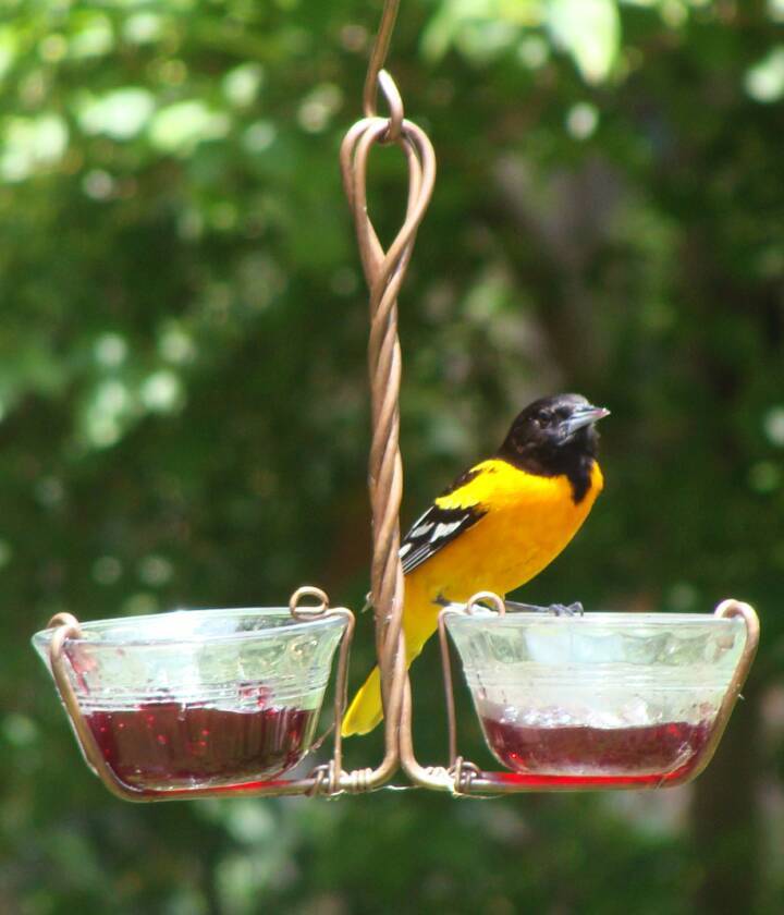 Double glass jelly dish feeder with male Baltimore Oriole