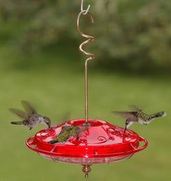 Saucer-Type Hummingbird Feeders