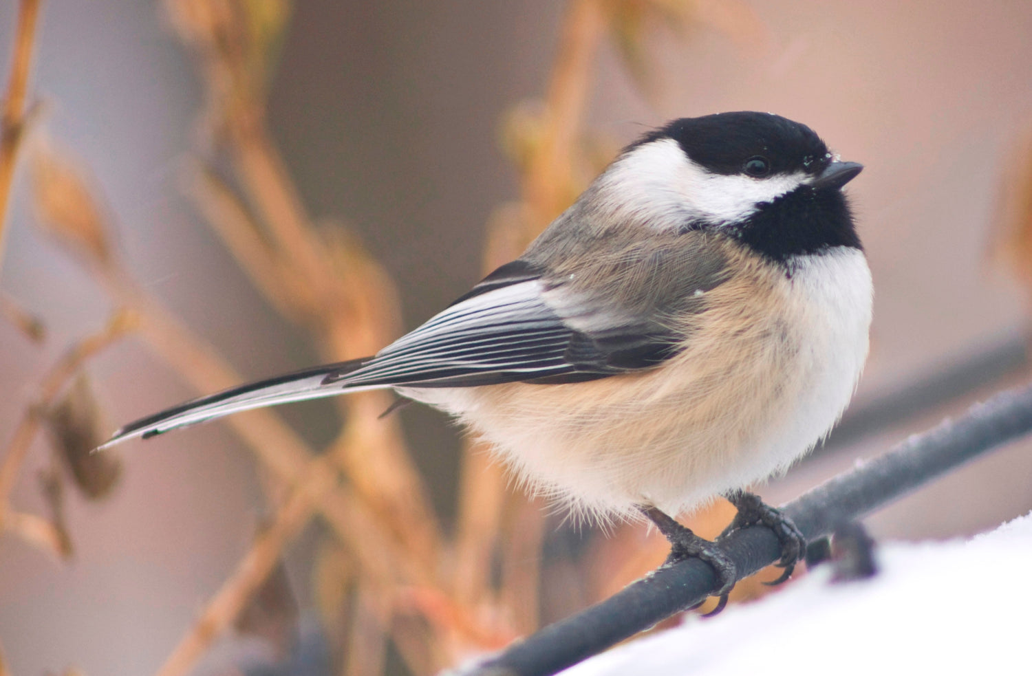Chickadee and Titmouse Lovers