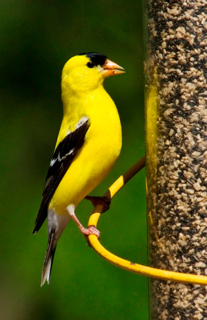 American Goldfinch on finch feeder