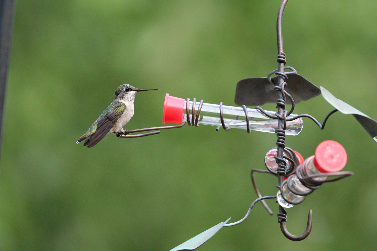 Female Ruby-throated Hummingbird on test tube feeder