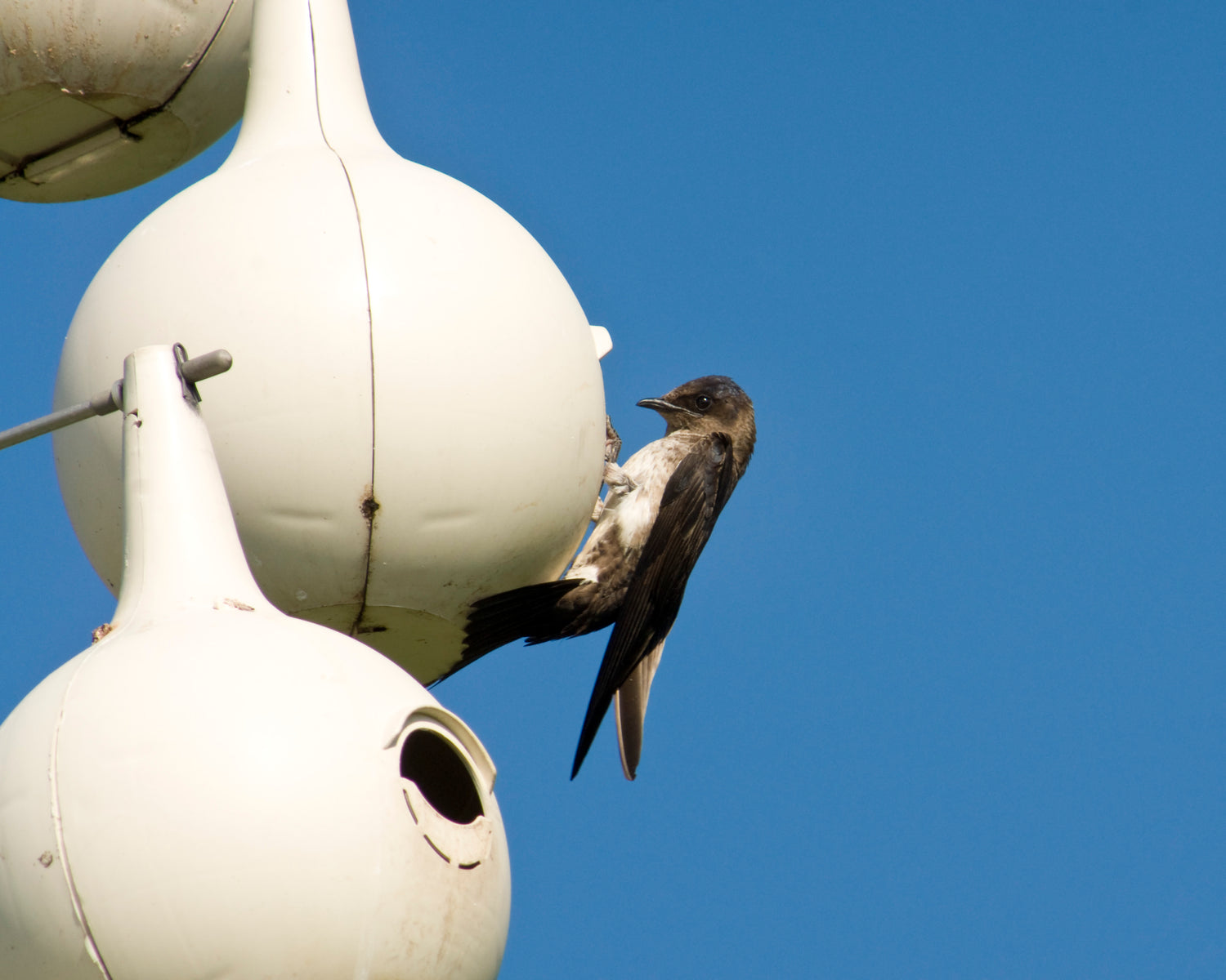 Purple Martin Lovers