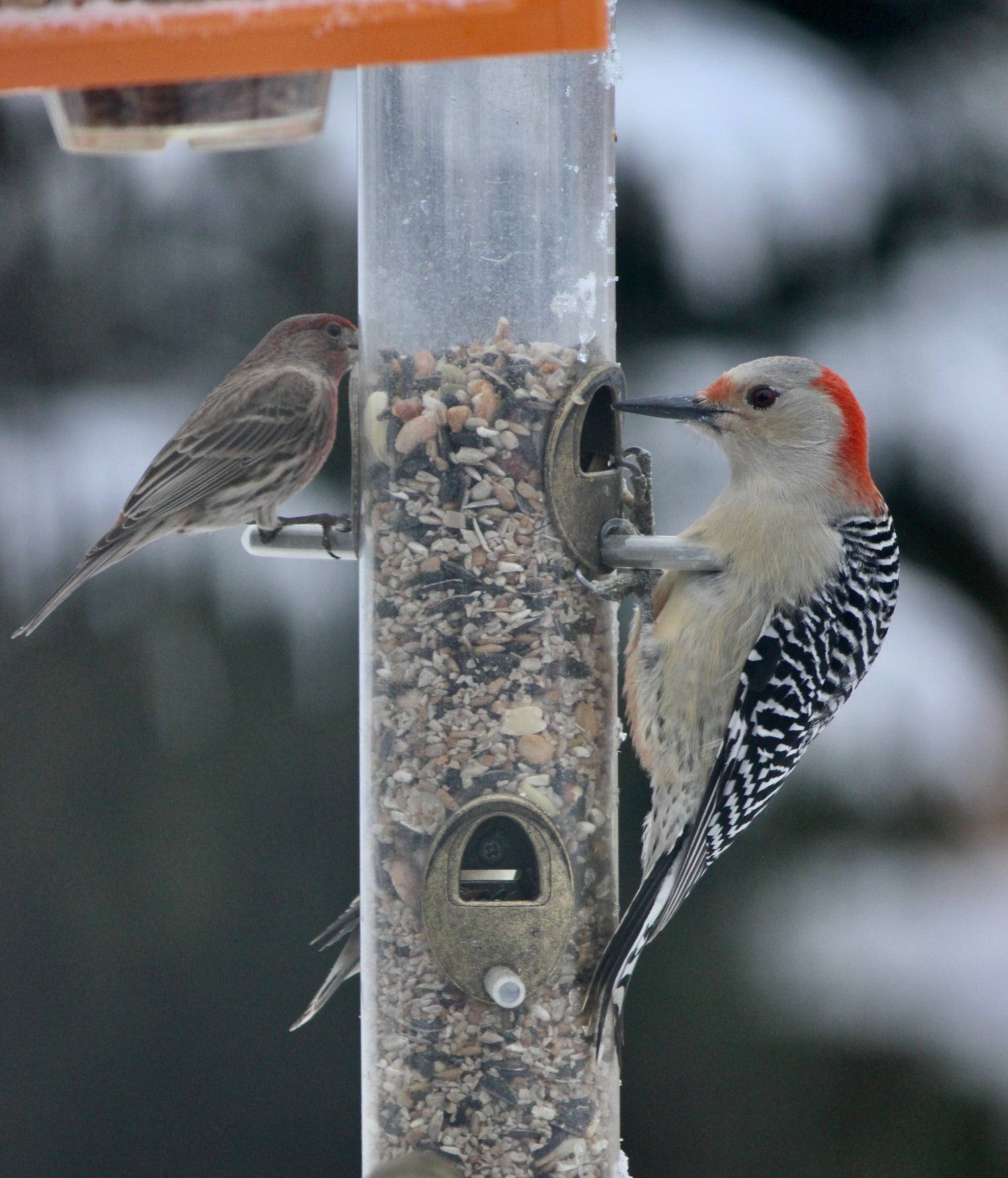 female Red-bellied Woodpecker on feeder