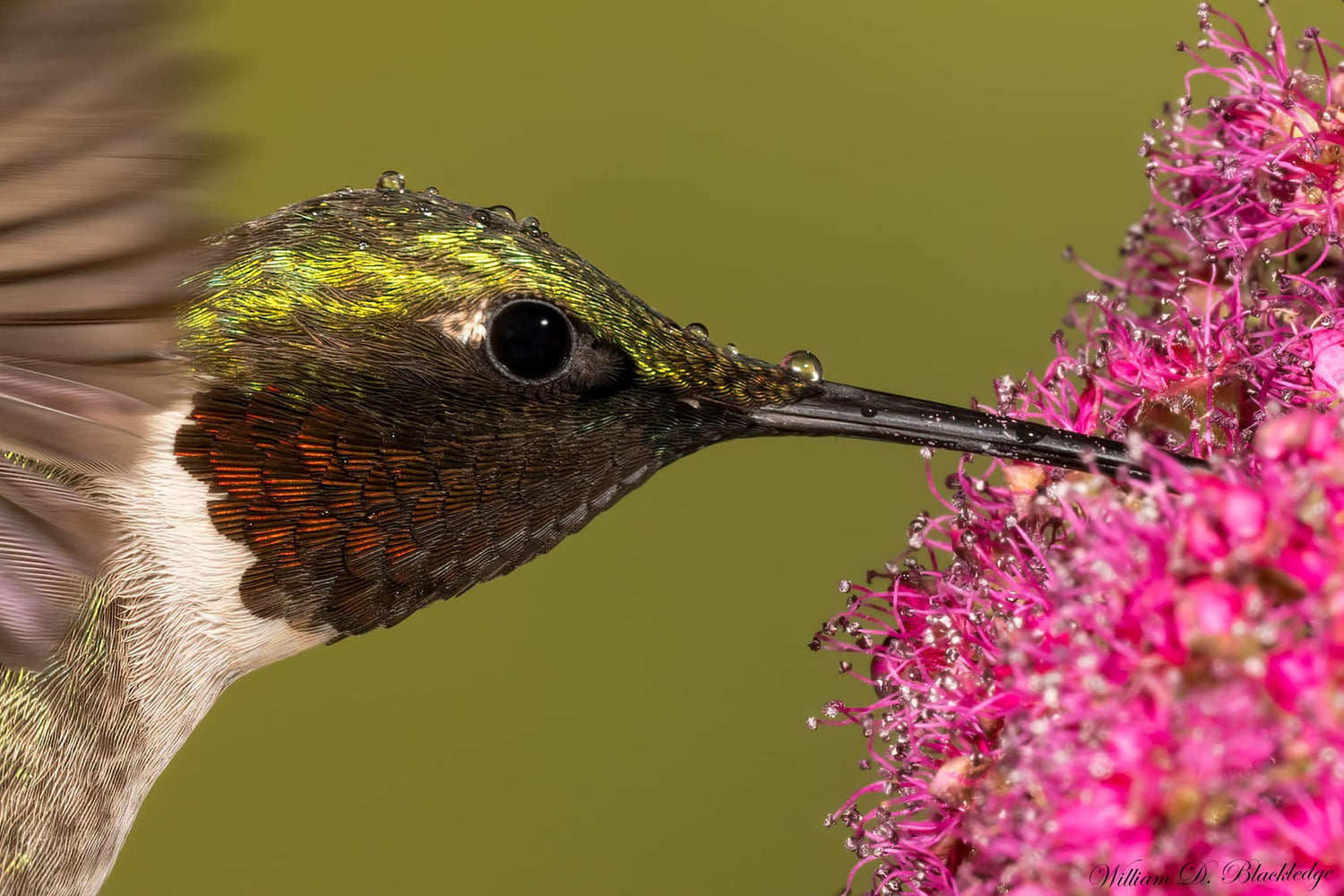 male ruby-throated hummingbird feeding on pink flower