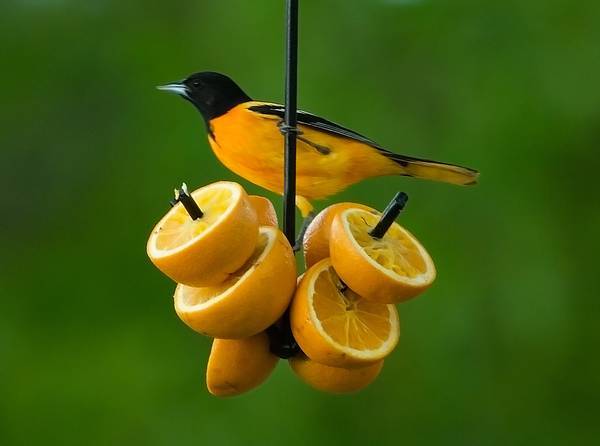 Black wire fruit feeder with orange halves and male Baltimore Oriole