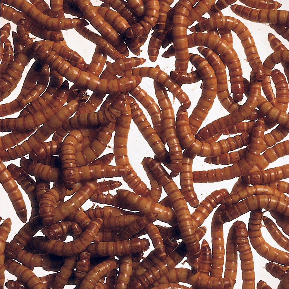 Dried Mealworms