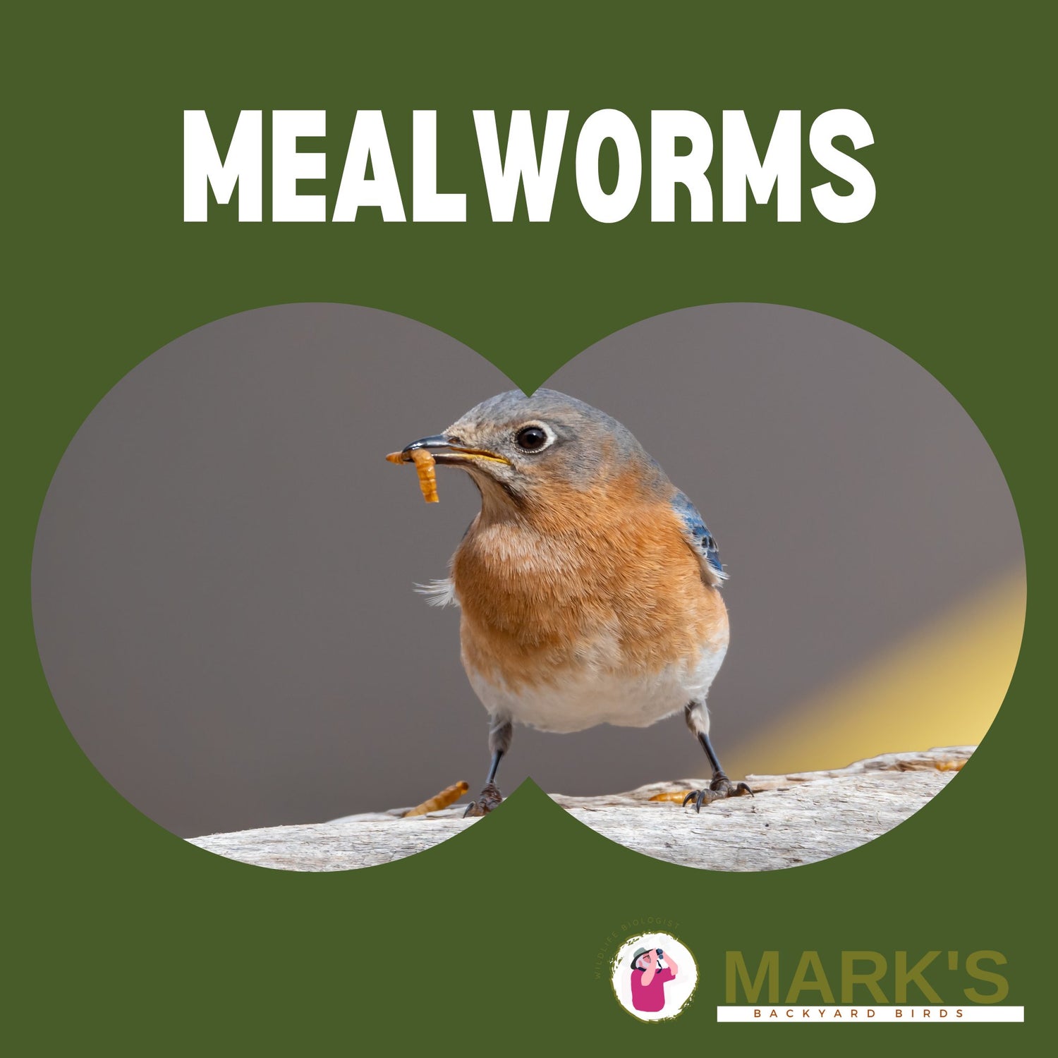 Mealworms